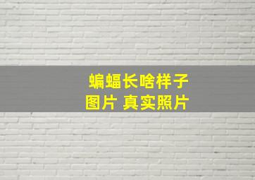 蝙蝠长啥样子图片 真实照片